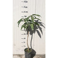  Pianta Di Mango Kensington Mangifera Indica