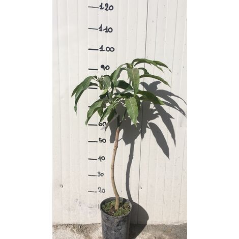  Pianta Di Mango Kensington Mangifera Indica