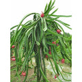  Pianta Di Pitaya Frutto Del Drago Polpa Rossa