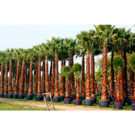  Washingtonia Filifera Vaso 24cm