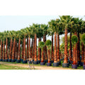  Washingtonia Filifera Vaso 24cm