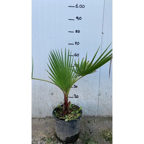  Washingtonia Filifera Vaso 24cm