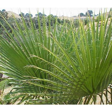  Washingtonia Filifera Vaso 24cm