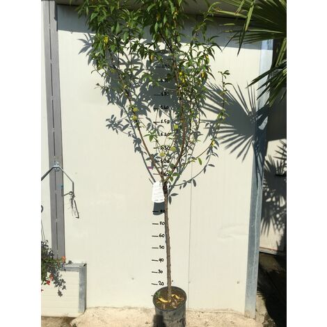  Pianta Di Ciliegio Durone Di Vignola I Vaso 20cm
