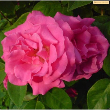 Zéphirine Drouhin