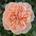  Garden Of Roses