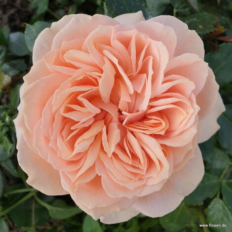  Garden Of Roses