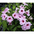 BIGNONIA PANDOREA JASMINOIDES ROSA H 130CM FOTO REALI