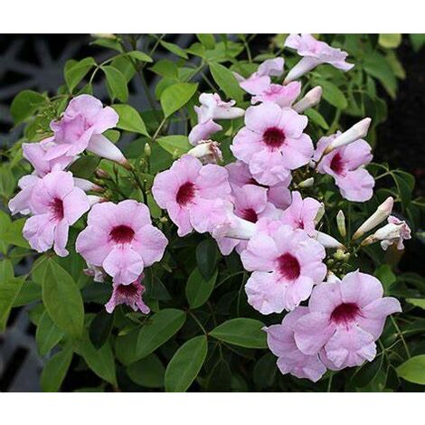  BIGNONIA PANDOREA JASMINOIDES ROSA H 130CM FOTO REALI