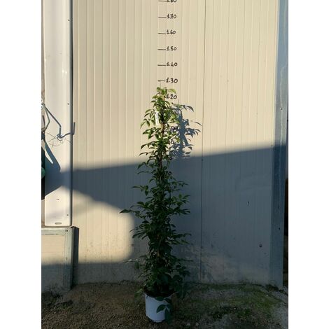  BIGNONIA PANDOREA JASMINOIDES ROSA H 130CM FOTO REALI