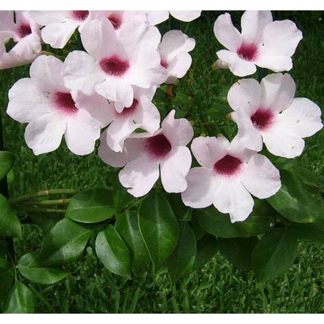  BIGNONIA PANDOREA JASMINOIDES ROSA H 130CM FOTO REALI