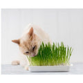  Erba Gatto