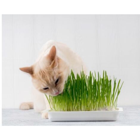  Erba Gatto
