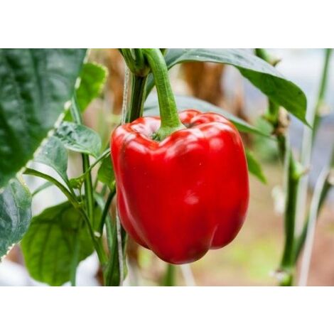 Peperone Rosso