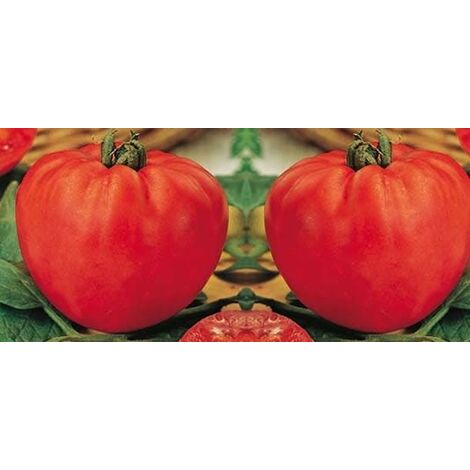  Pomodoro Cuore Di Bue
