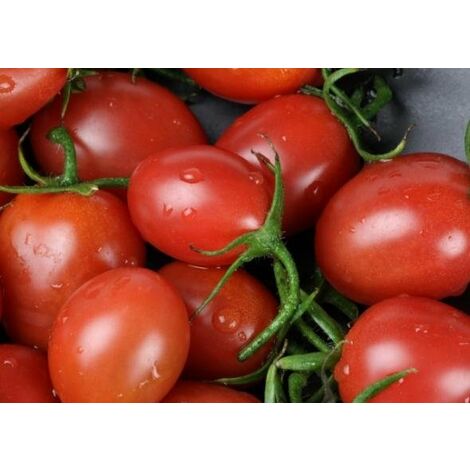  Pomodoro Cencara