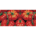  Pomodoro Costoluto