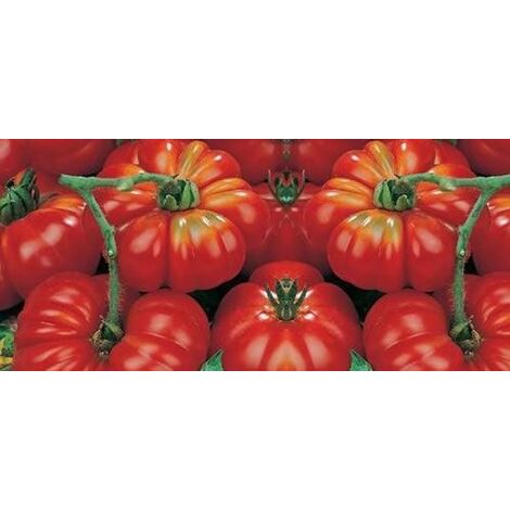  Pomodoro Costoluto