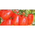  Pomodoro Datterino