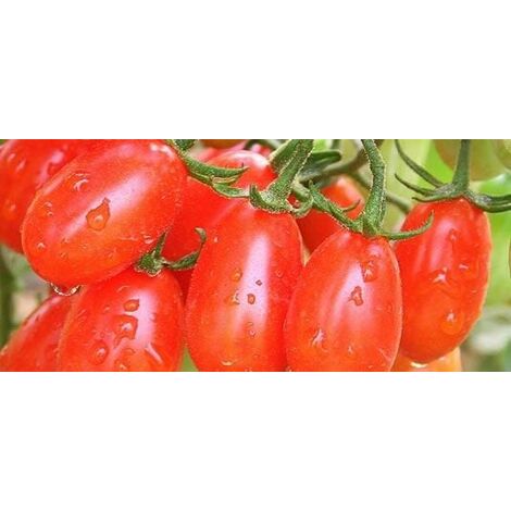  Pomodoro Datterino