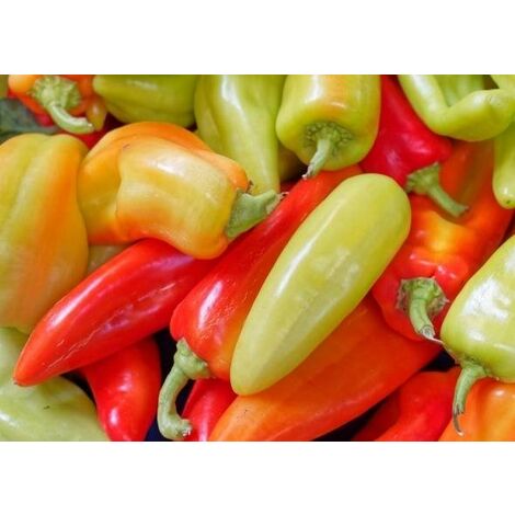  Peperone Corno (vaso 10)
