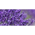  Lavanda Nana