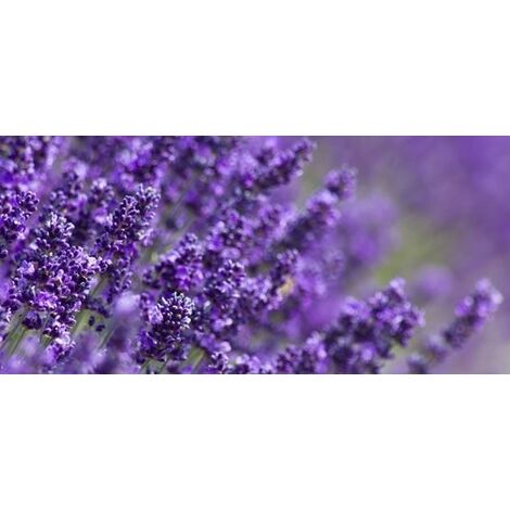  Lavanda Nana
