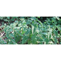  Menta Piperita