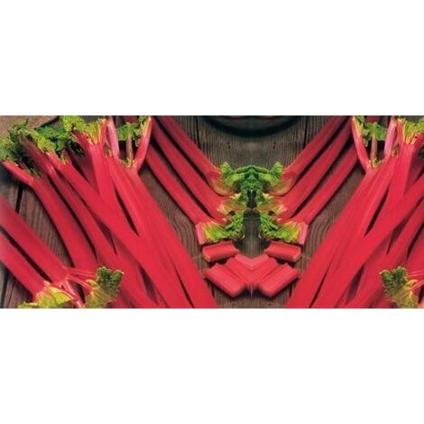  Rabarbaro Rosso