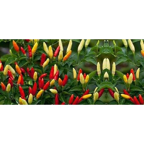  Tabasco