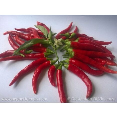 Peperoncino Diavolicchio