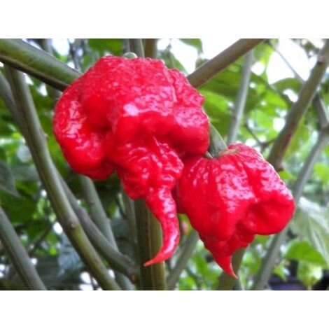  Carolina Reaper