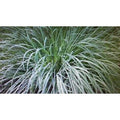  Lemon Grass - Citronella