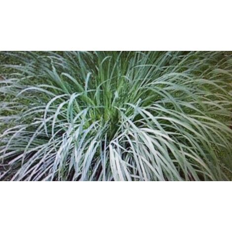  Lemon Grass - Citronella