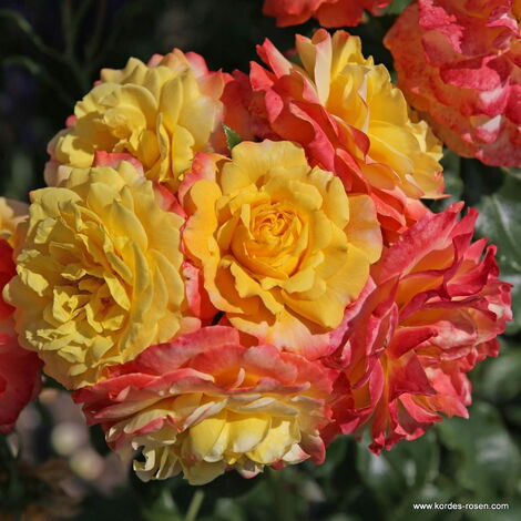  Rose Der Hoffnung