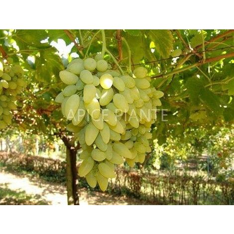  Vite Pizzutello Bianco - V. 15 X 15 Cm - Uva Da Tavola Bianca - Apice Piante