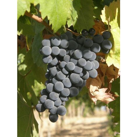  Vite Montepulciano - Senza Vaso - Uva Da Vino Nera - Apice Piante