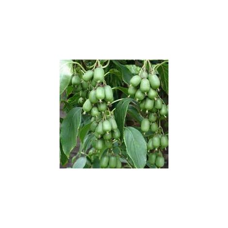  Pianta Di Mini Kiwi Autofertile - Actinidia Arguta (varietà VITIKIWI) FOTO REALI H 100CM