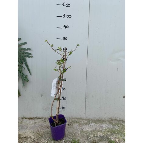  MIRTILLO SIBERIANO AMOUR LONICERA KAMTSCHATICA AMOUR PRECOCE FOTO REALI H 70CM