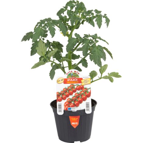  Pomodoro Ciliegino Paki F1-Edox F1 - 1 Pianta V.10 Cm - Orto Mio