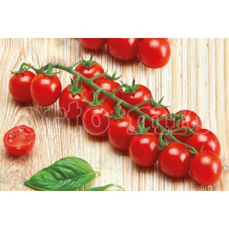  Pomodoro Ciliegino Paki F1-Edox F1 - 1 Pianta V.10 Cm - Orto Mio