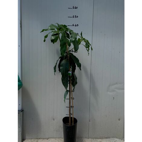  PIANTA DI MANGIFERA INDICA MANGO GLENN INNESTATA FOTO REALI H 140CM