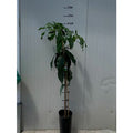 PIANTA DI MANGIFERA INDICA MANGO GLENN INNESTATA FOTO REALI H 140CM