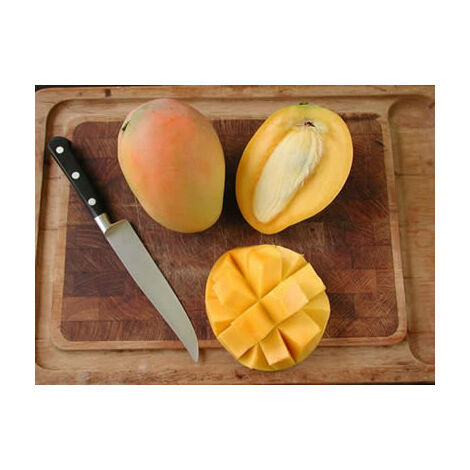  PIANTA DI MANGIFERA INDICA MANGO GLENN INNESTATA FOTO REALI H 140CM