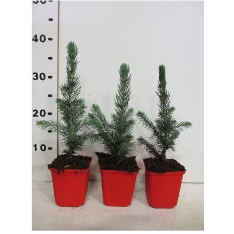  Abete Blu Pino Argentato "Picea Pungens Super Blue Seedling" Pianta In Vaso 11 Cm