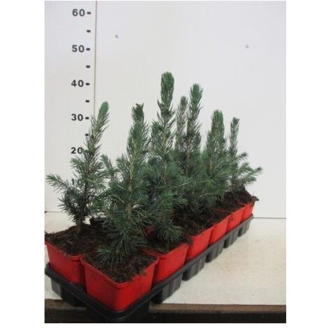  Abete Blu Pino Argentato "Picea Pungens Super Blue Seedling" Pianta In Vaso 11 Cm