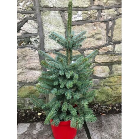 Abete Blu Pino Argentato "Picea Pungens Super Blue Seedling" Pianta In Vaso 11 Cm