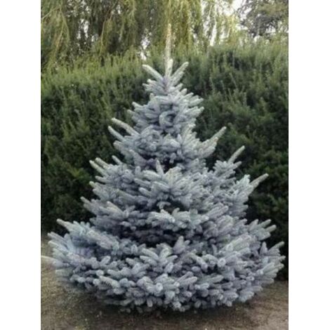  Abete Blu Pino Argentato "Picea Pungens Super Blue Seedling" Pianta In Vaso 11 Cm