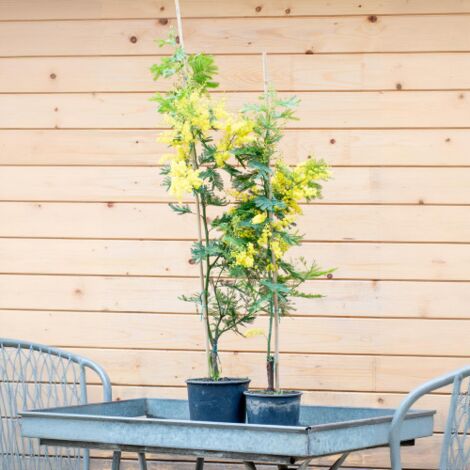  Mimosa "Acacia Dealbata" Pianta In Vaso 16 Cm H. 170/200 Cm