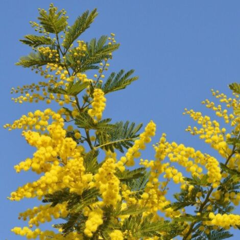  Mimosa "Acacia Dealbata" Pianta In Vaso 16 Cm H. 170/200 Cm